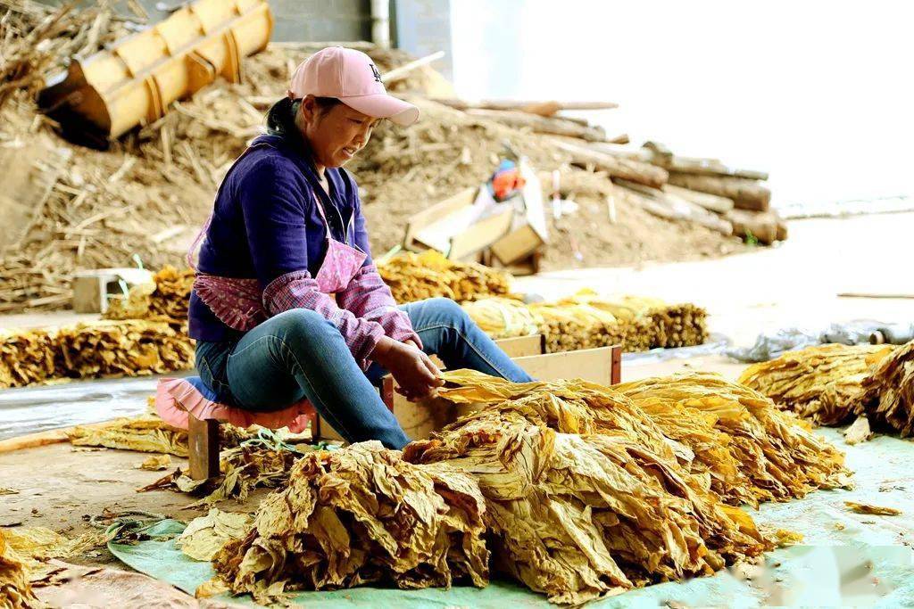 52万亩烤烟进入成熟期 烟农田间赶"烤"忙_烟叶_烤房_指导