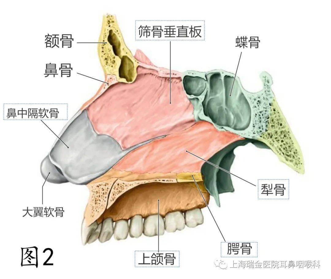 鼻骨软骨图片