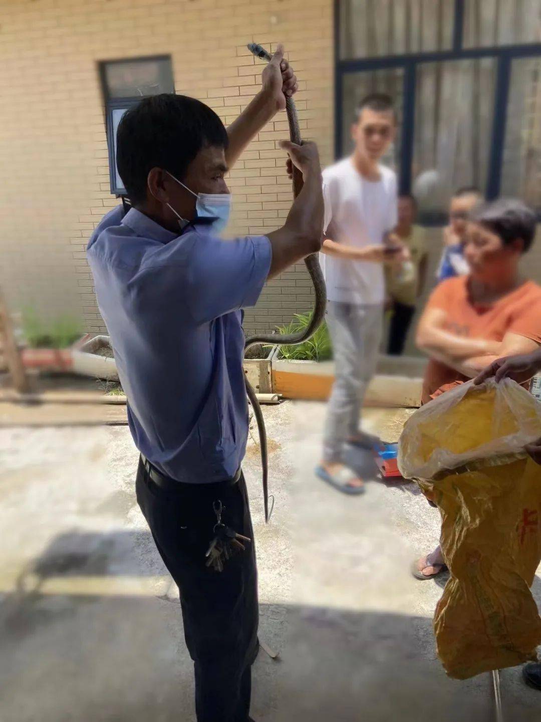 蟒蛇闯入惠安一鸡圈偷吃鸡 吓坏养鸡人/床底惊现不速之客