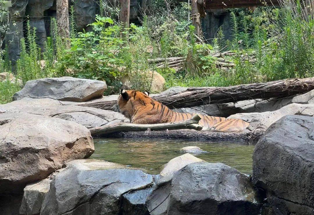 冰塊西瓜空調齊上陣 南京動物避暑有妙招_大象_高溫_水池