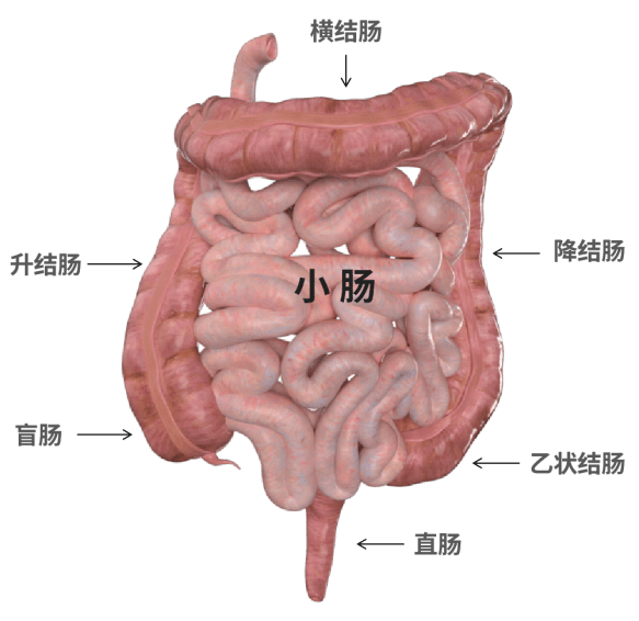 小肠大肠示意图 解剖图片