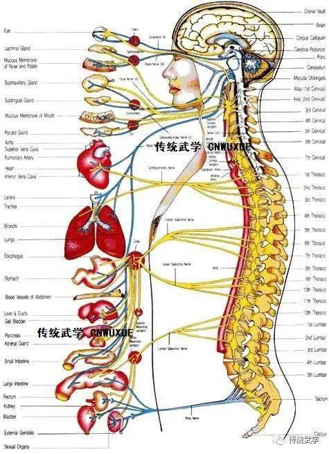 用站樁叫醒脊柱,解放人體_中樞神經_運動_肌肉