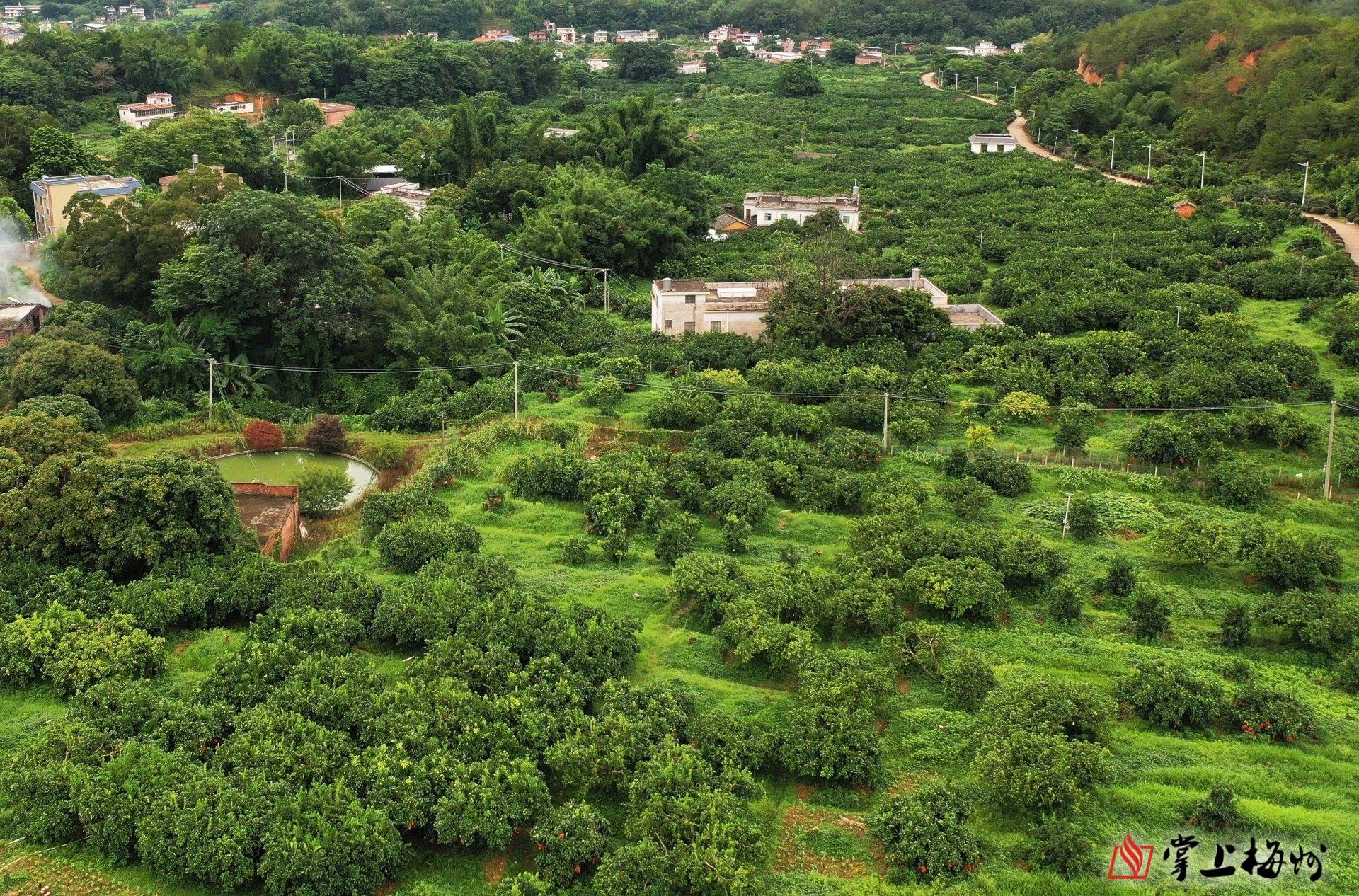 兴宁市石马镇这样立足资源优势绘就乡村振兴新画卷._种植_油茶_贷款