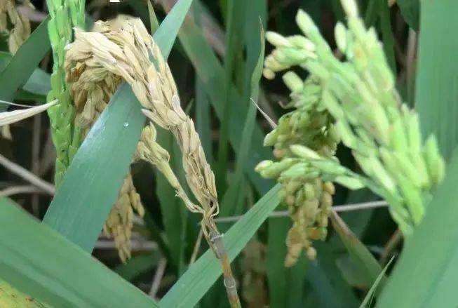 水稻孕穗拔节期易发病害及防治方法