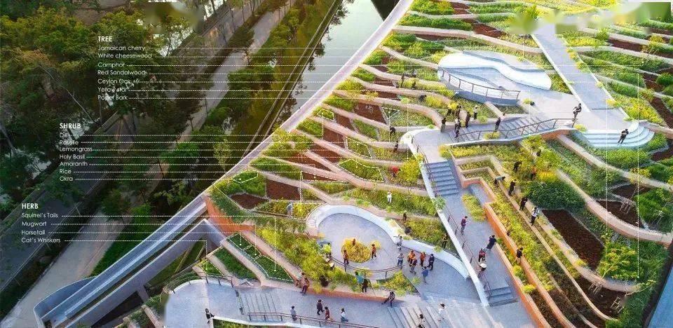 项目名称:泰国国立法政大学屋顶有机农场景观设计:landprocess设计师