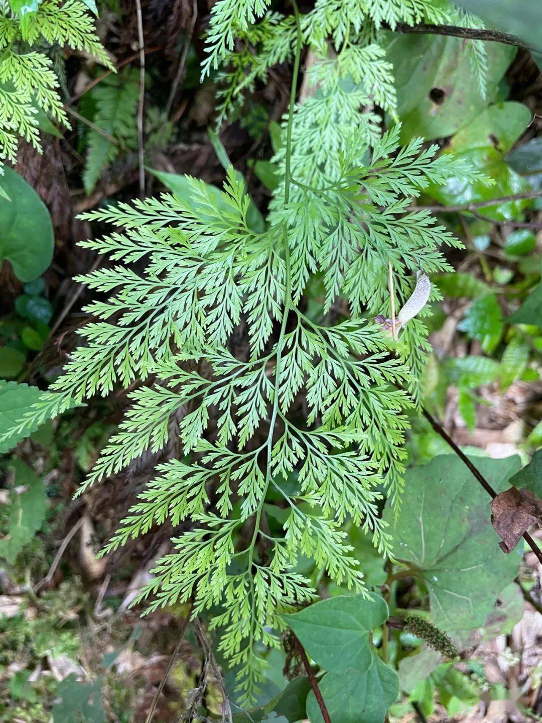 野雉尾金粉蕨_气质_孢子_叶子