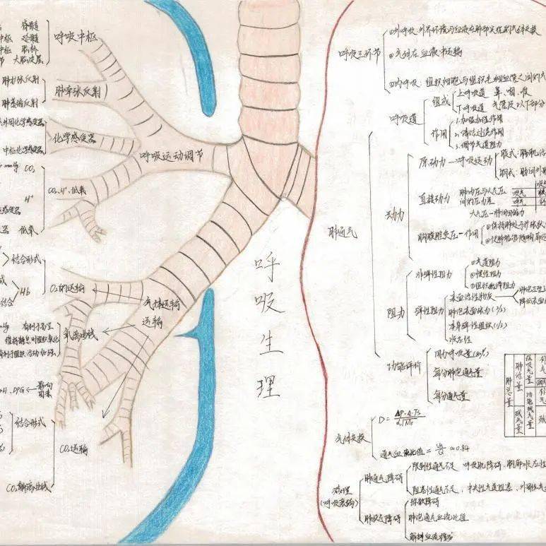 生理学画图图片