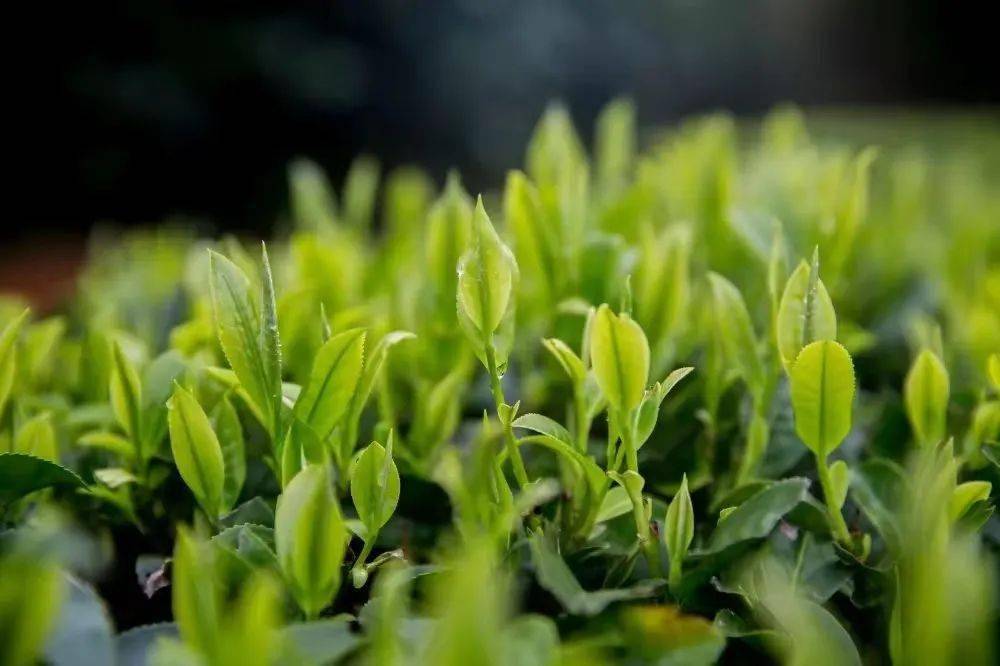 一口氣斬獲11項國家級大獎武平桃溪綠茶實力出圈