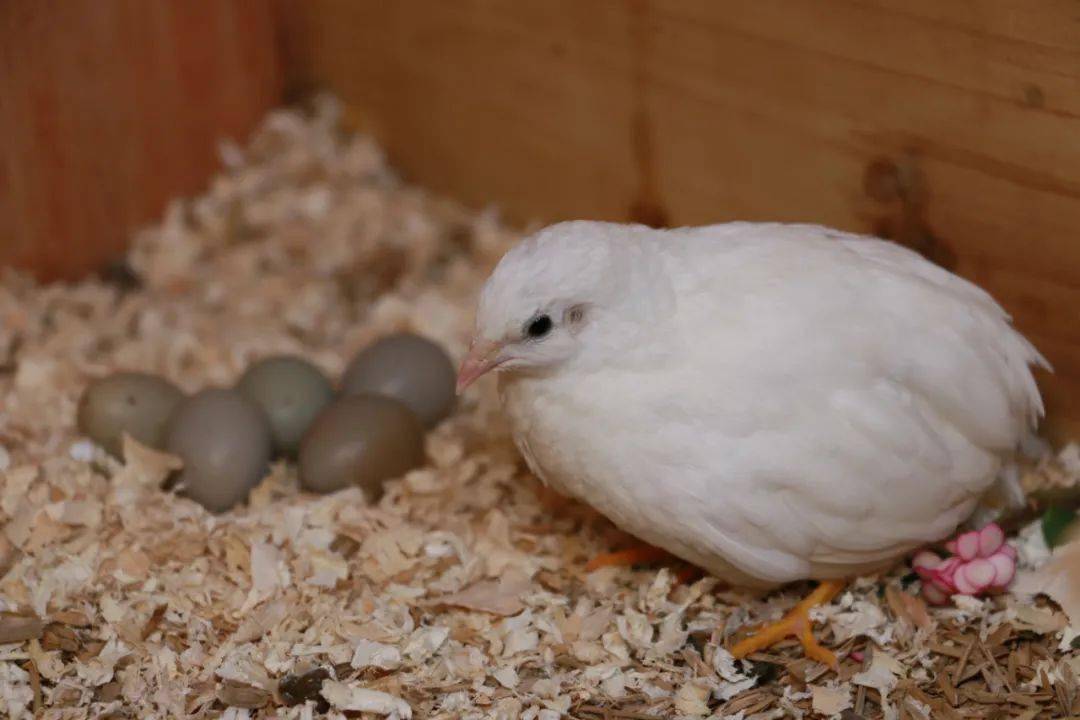 这是刚孵化出来的小小芦丁鸡,一般芦丁鸡在养殖到45天左右,就长成了