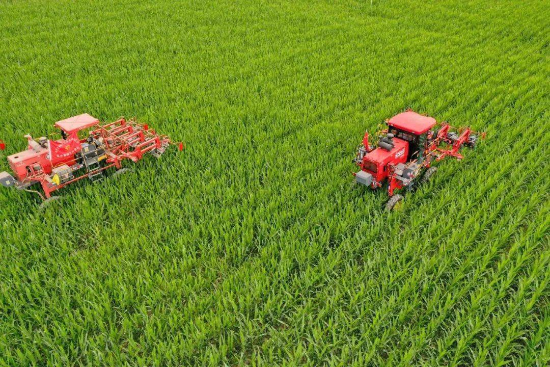 【组图】临泽高标准农田制种玉米基地,机械化助力育良种增收入_甘肃省