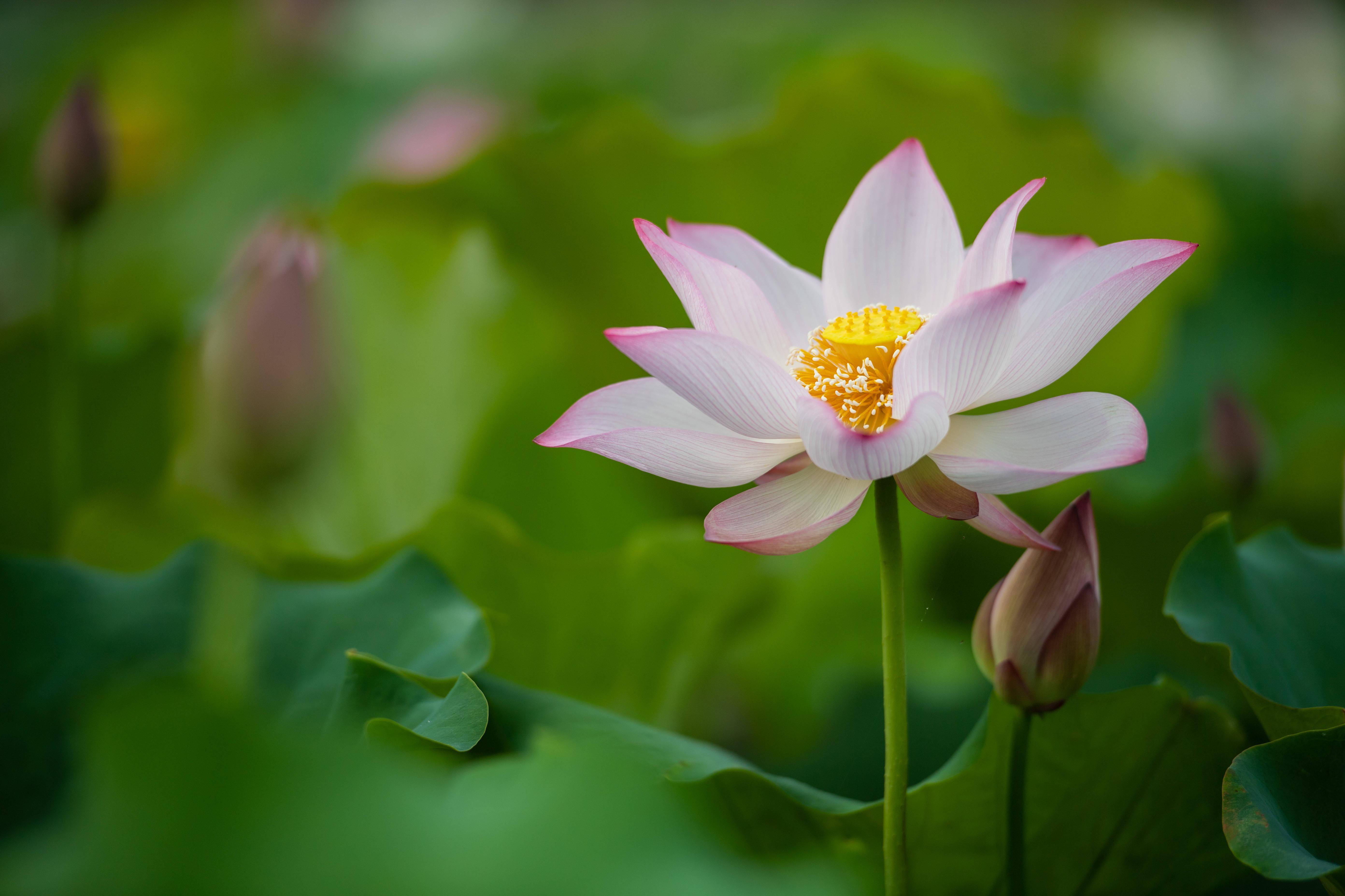 新华社照片,湘潭(湖南),2022年7月17日盛夏荷塘美 湘莲采摘忙这是7月