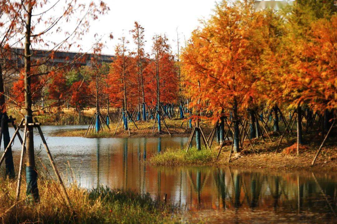 美丽的张家浜楔形绿地年底开放