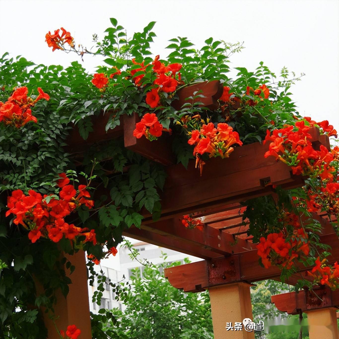 开花像喇叭,养护简单爬藤快,种盆凌霄花,整个夏天都有花赏_修剪_环境