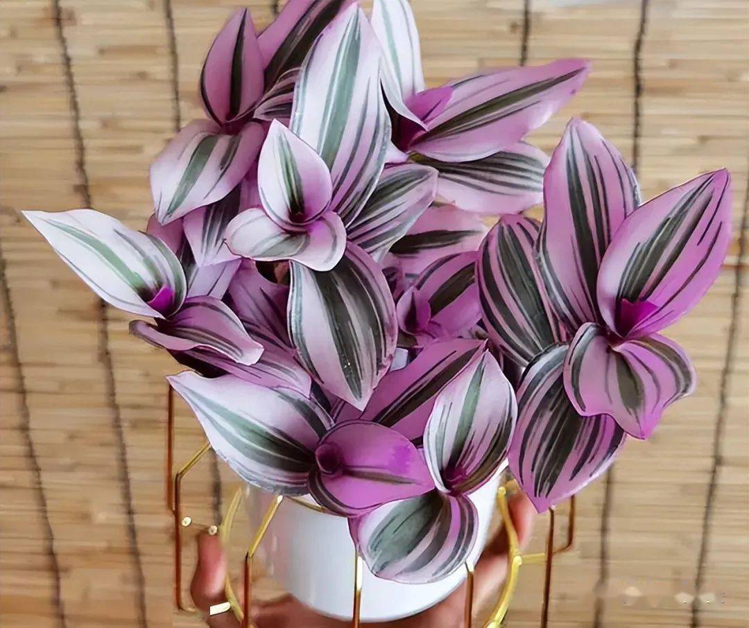 油画婚礼吊兰,叶片褪色返绿,是"求救信号",再不纠正就晚了!