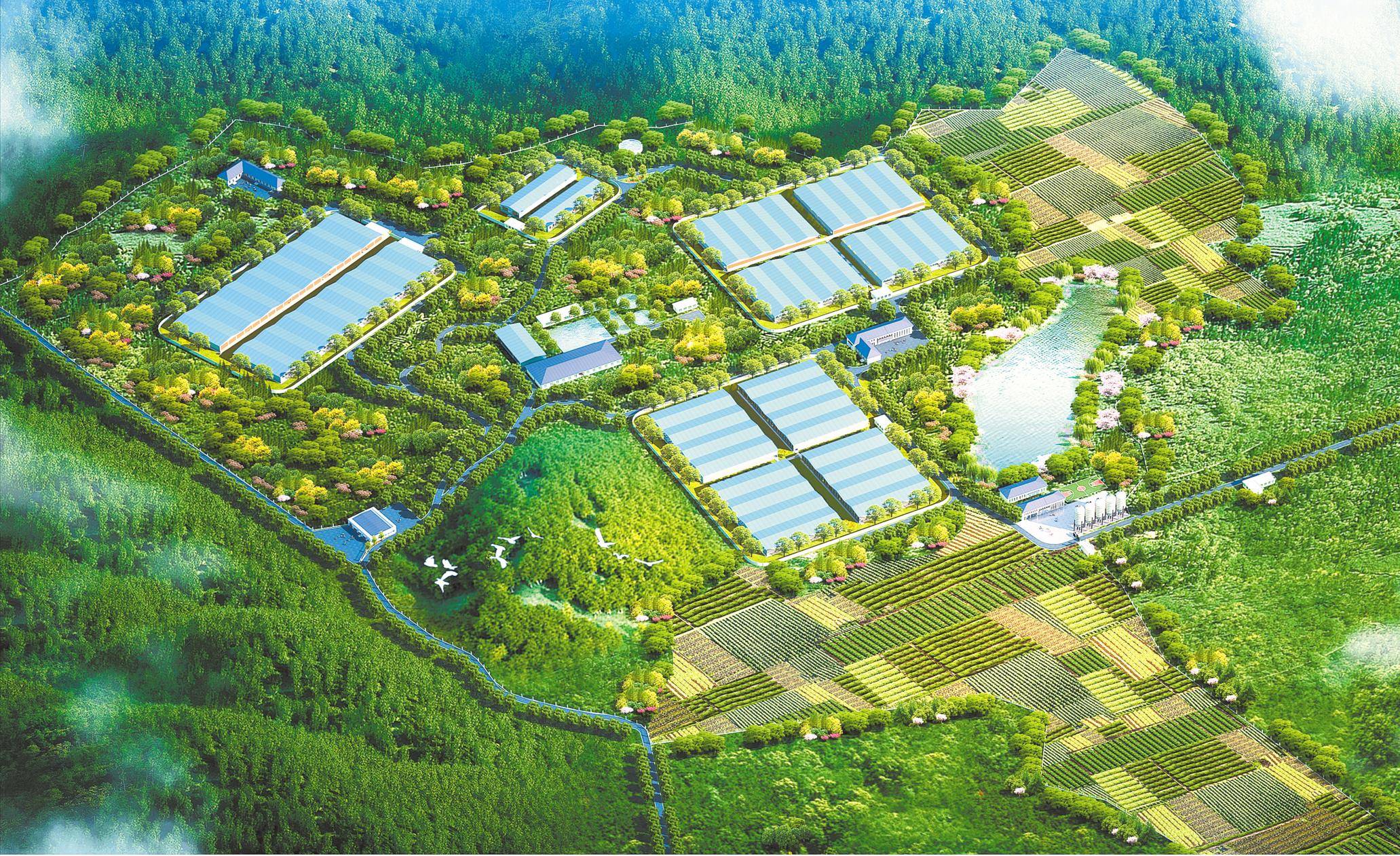 引导养殖户理性应对猪周期精细调控防止猪价大起大落