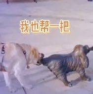 好家伙,这年头狗子都这么聪明了?_唐神_大爷_铁尾功