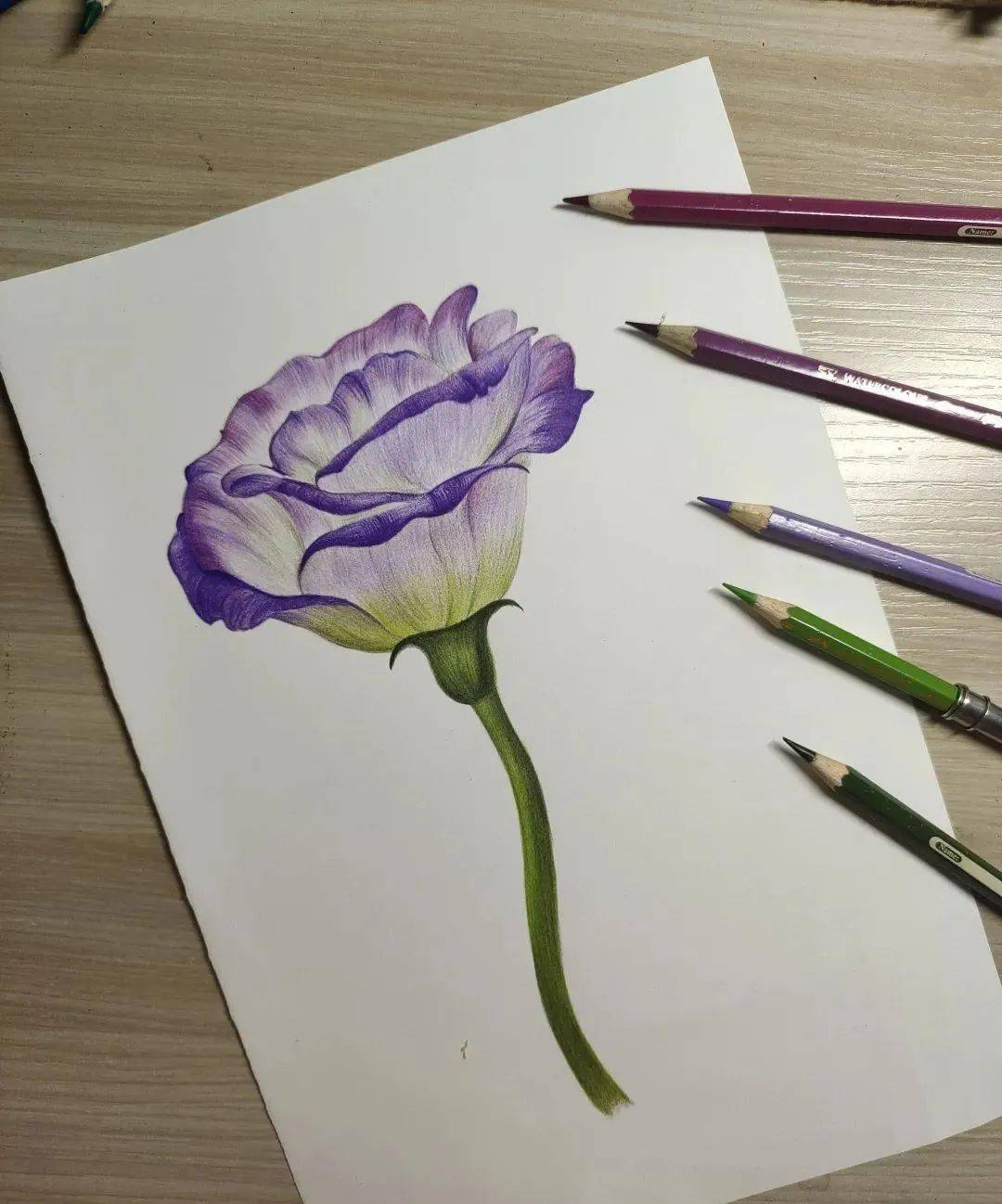 彩铅洋桔梗