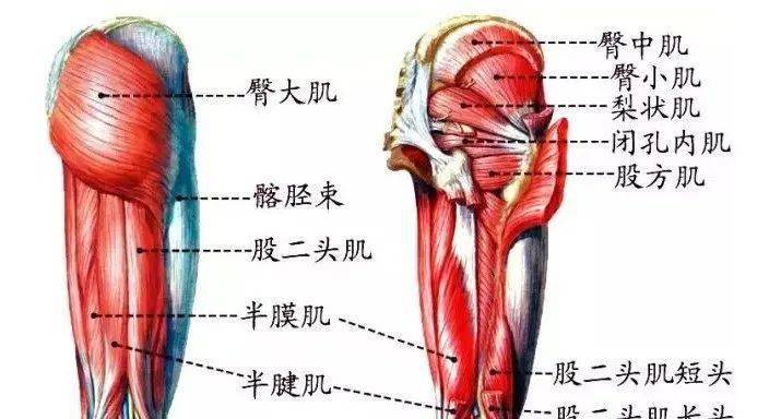 股二头肌