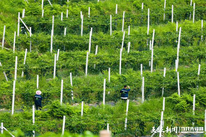 眼下,黔南州平塘县克度镇先进村山顶红百香果基地千亩百香果进入管护