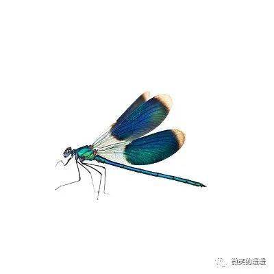 蜻蜓复眼的画法图片