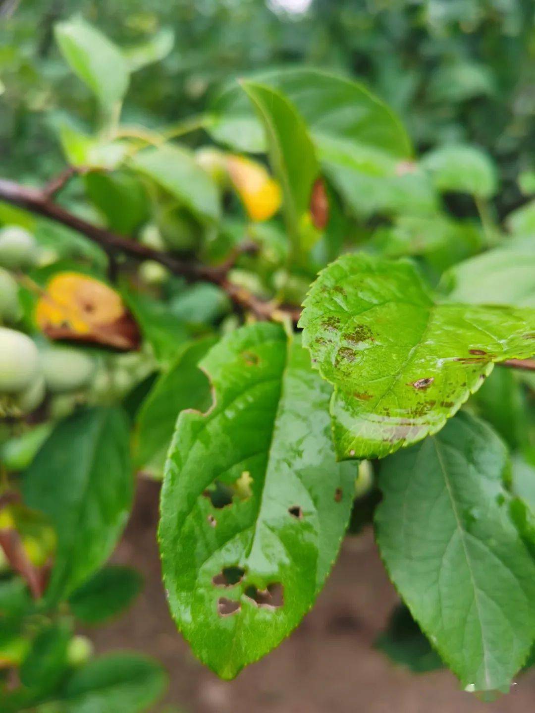 常见植物病害褐斑病