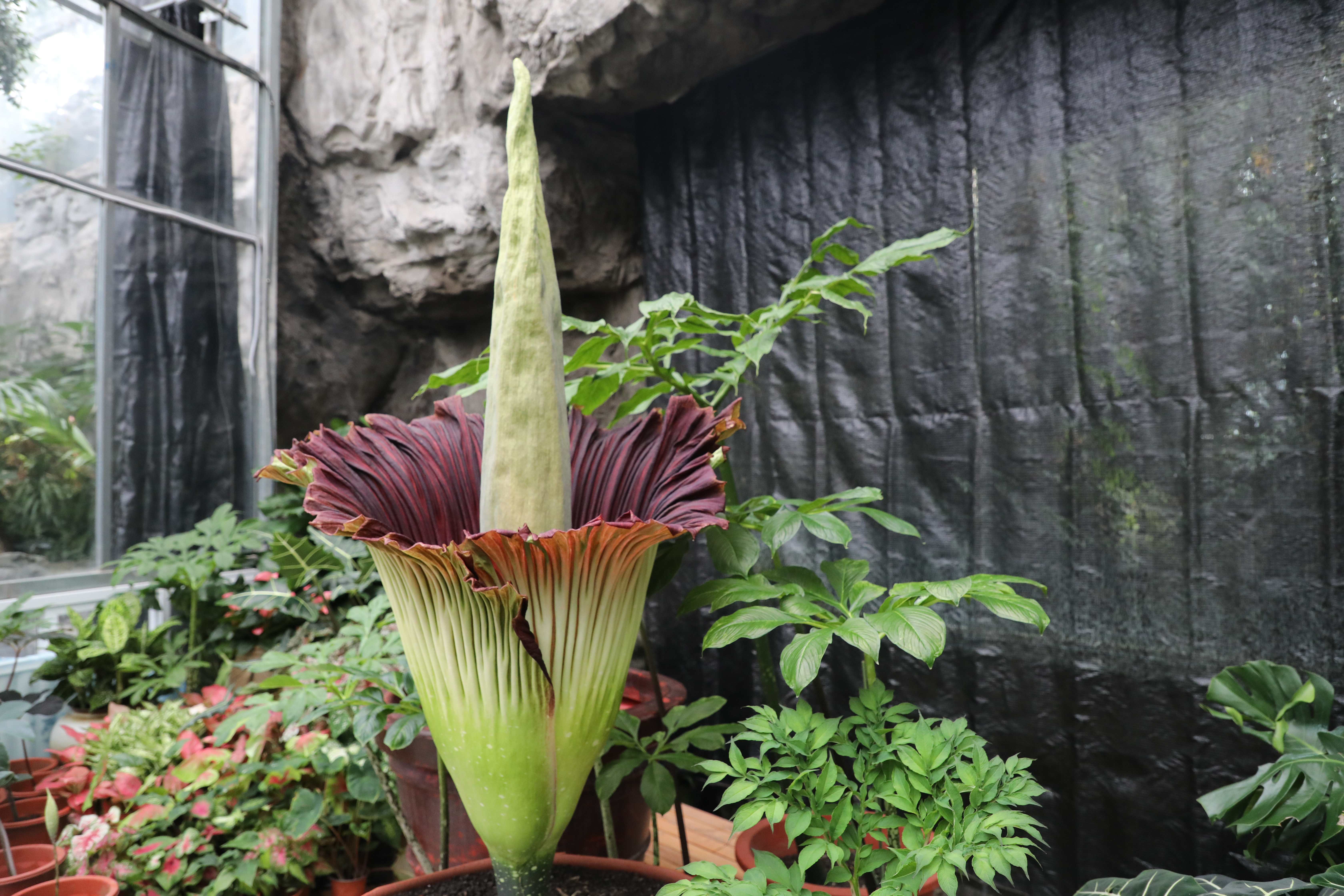 巨魔芋在国家植物园开花花序高度达到168米