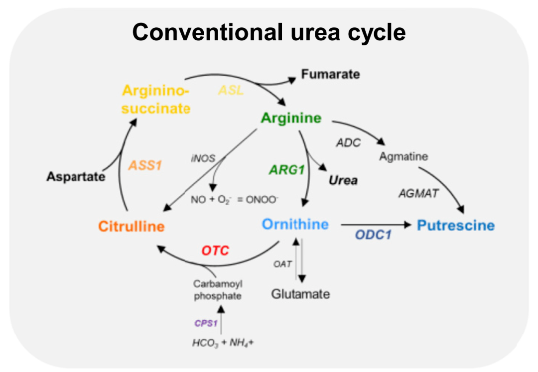 腐胺两种主要前体物质精氨酸(arginine)和鸟氨酸(ornithine)是尿素