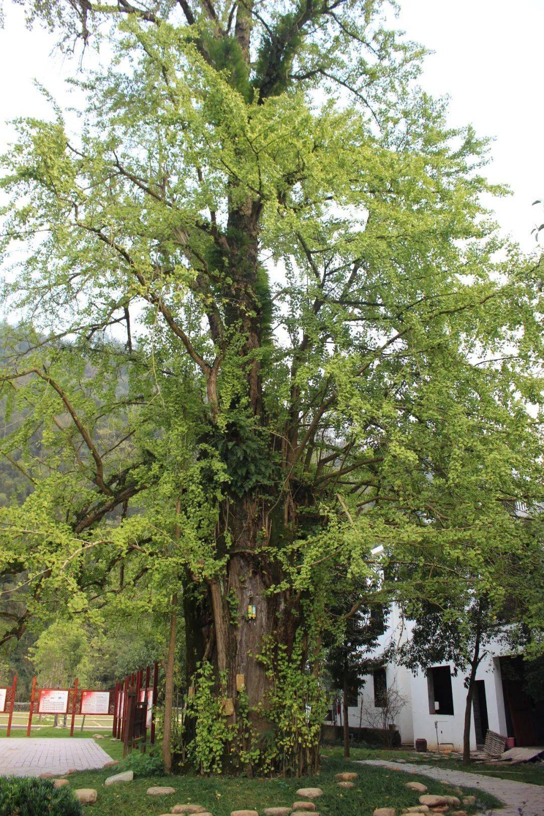 在華埠鎮金星村的中心公園,有一棵千年銀杏樹,鬱鬱蔥蔥,枝繁葉茂.