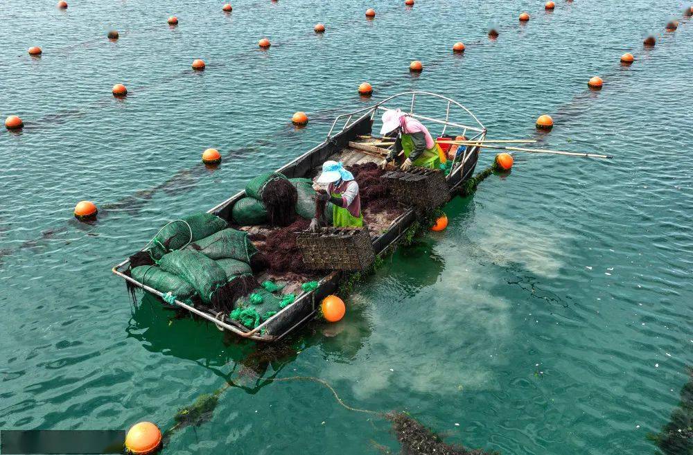 新华社| 山东荣成:盛夏时节耕海忙_养殖船_鲍鱼_大海洋