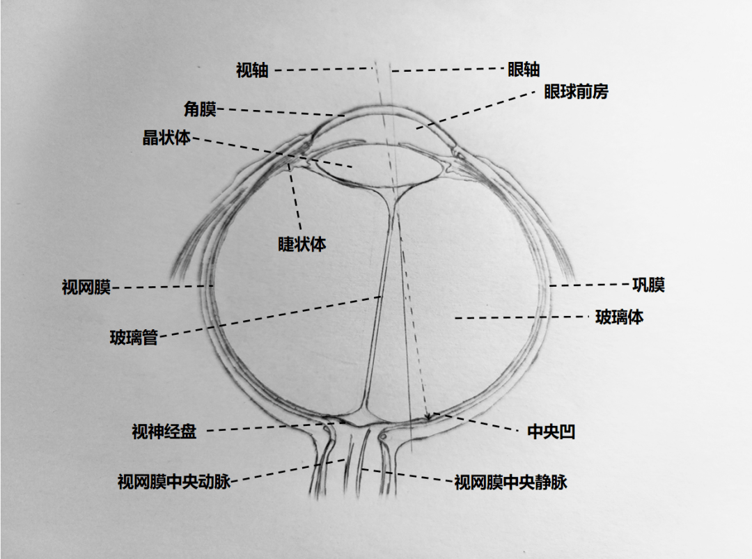 眼珠解剖图手画图片