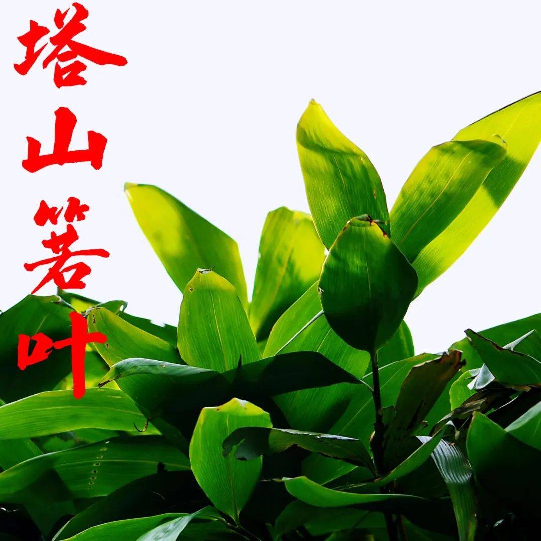 海报 | 箬叶出山涧 苦尽清香来_常宁_王艳_李志生