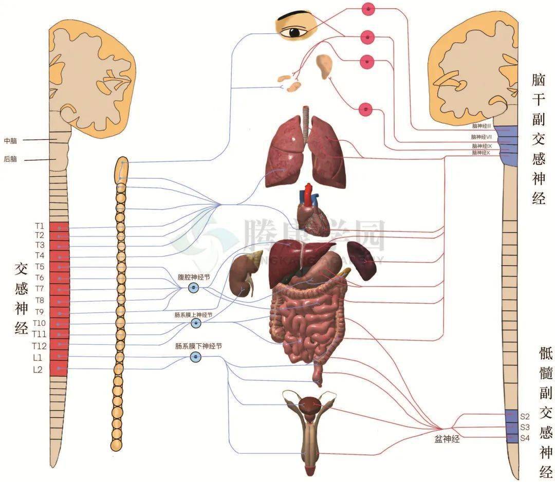【内脏与疼痛】内脏神经的功能分析_活动_机体_网状结构