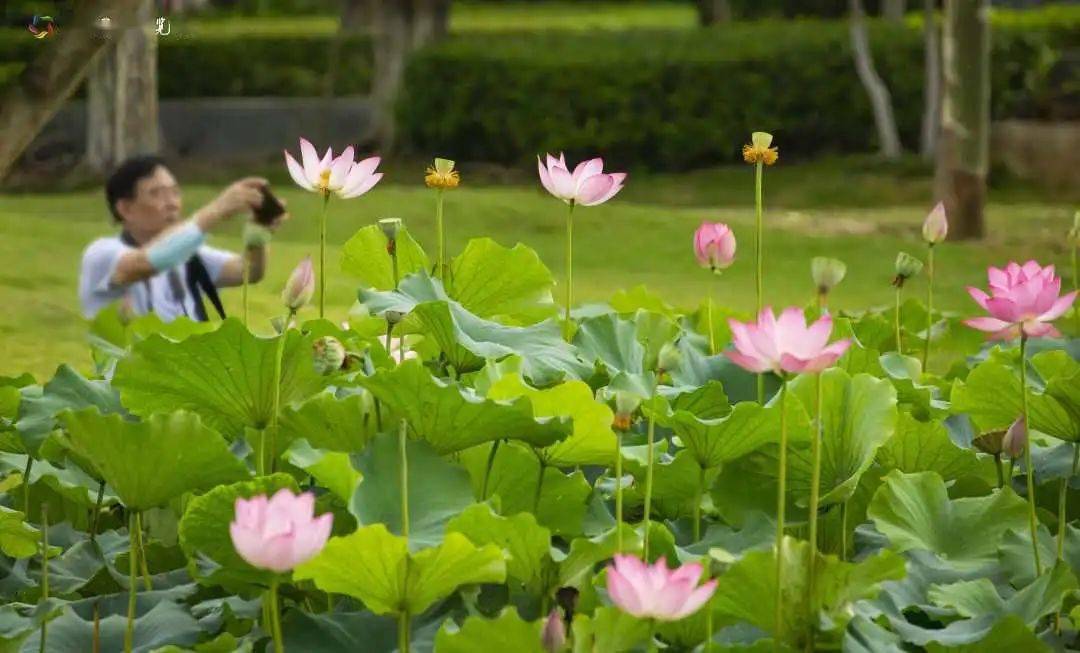 A级景区走透透|水上园林荷飘香，周末逛起→