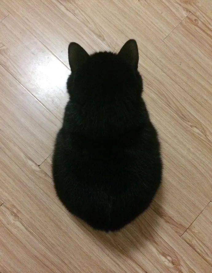 曝光猫圈背影杀手,一看正脸笑到喷饭!_教育_猫咪_猫猫