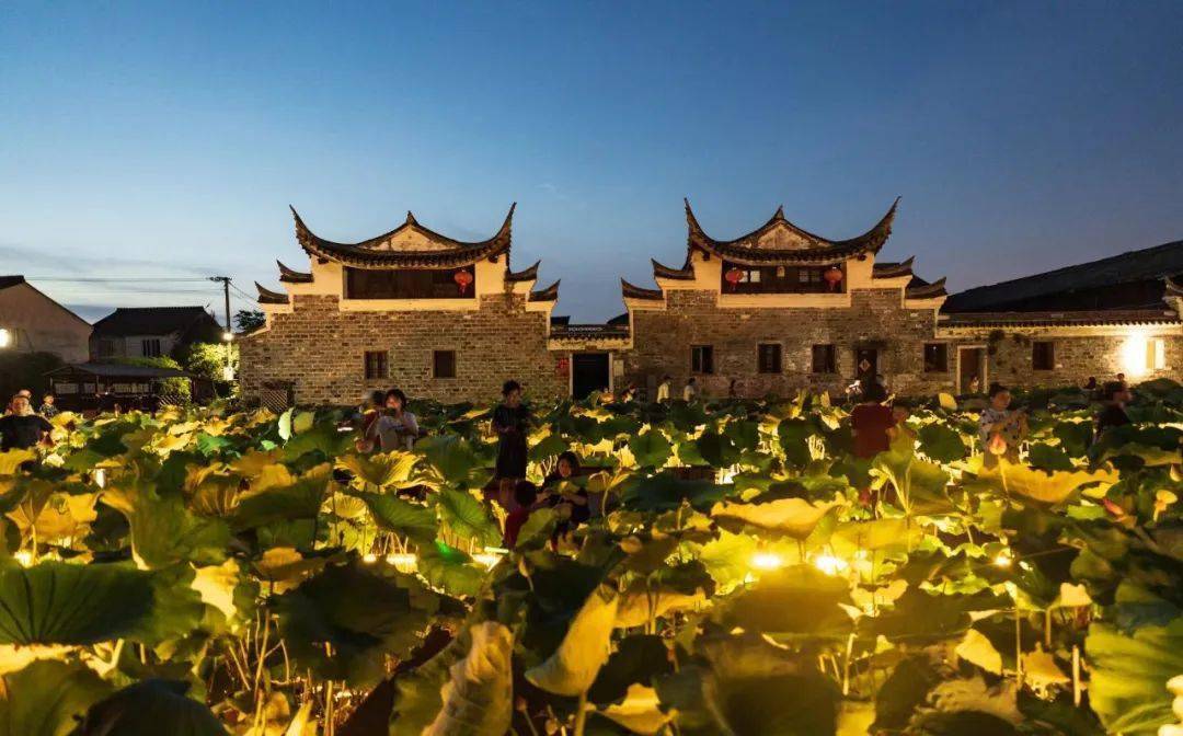 去宁波这个古村赏最美荷花~_马塘村_中国_池塘