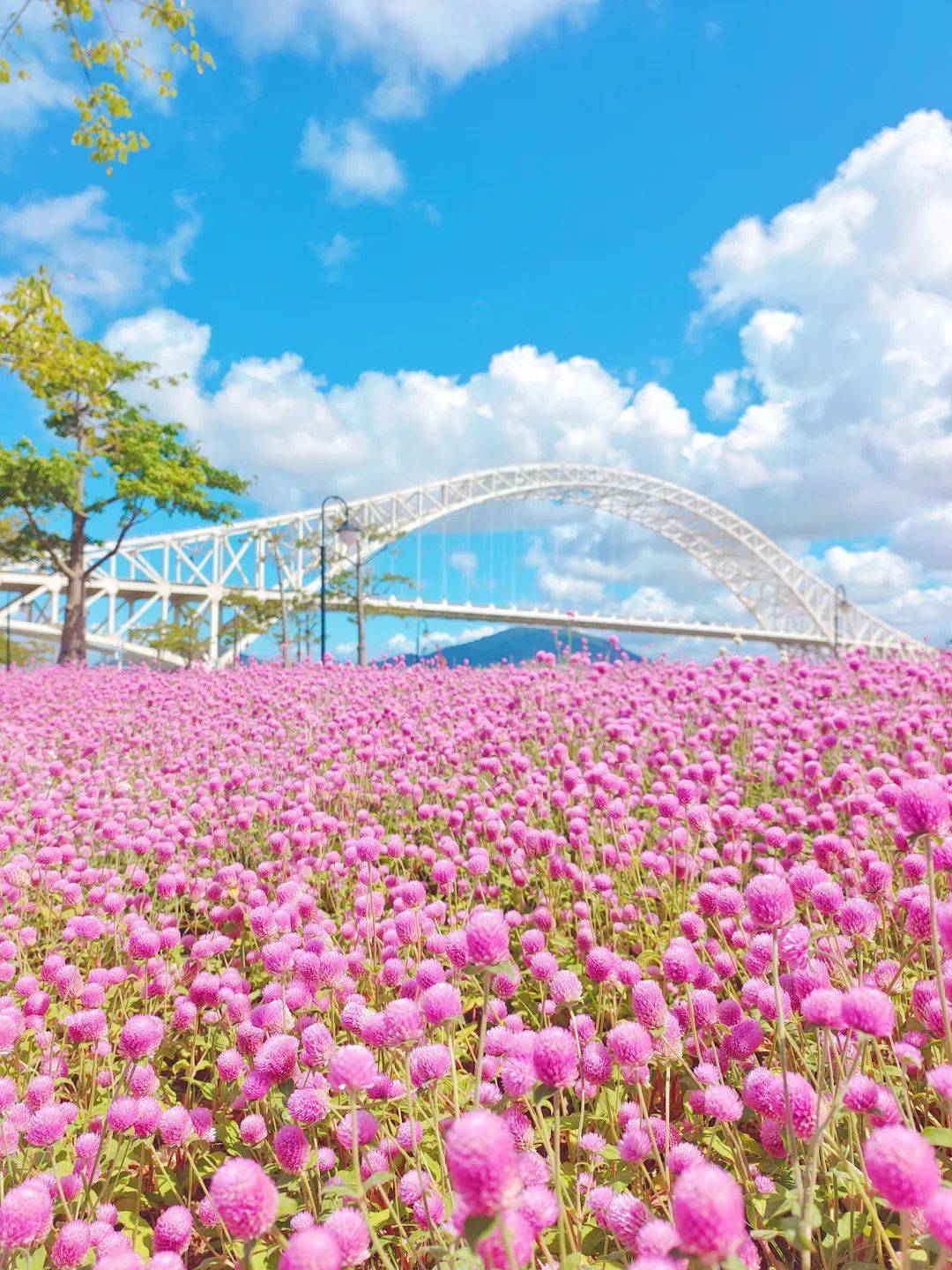 五月的花海背景图片