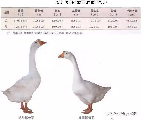 全世界的鹅品种都全了