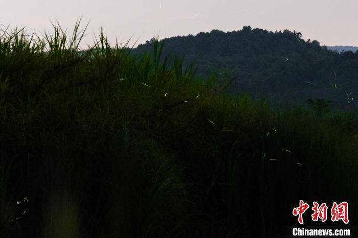 重庆广阳岛萤火虫夏夜飞舞 似星光点点