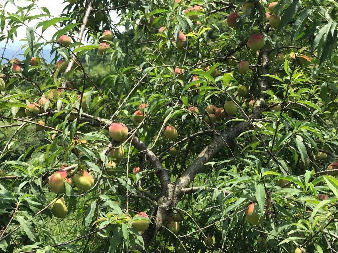沉甸甸的果实挂满枝头映入眼帘的便是一片郁郁葱葱的绿色走进桃李园