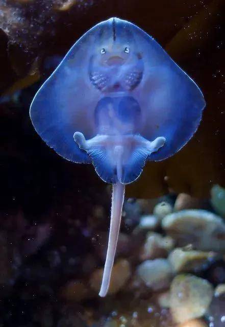 海底生物 真实图片