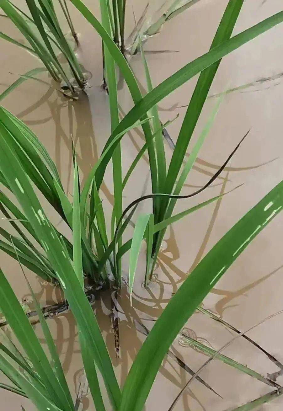 科普| 象甲科昆虫_象鼻虫_检疫_动物类