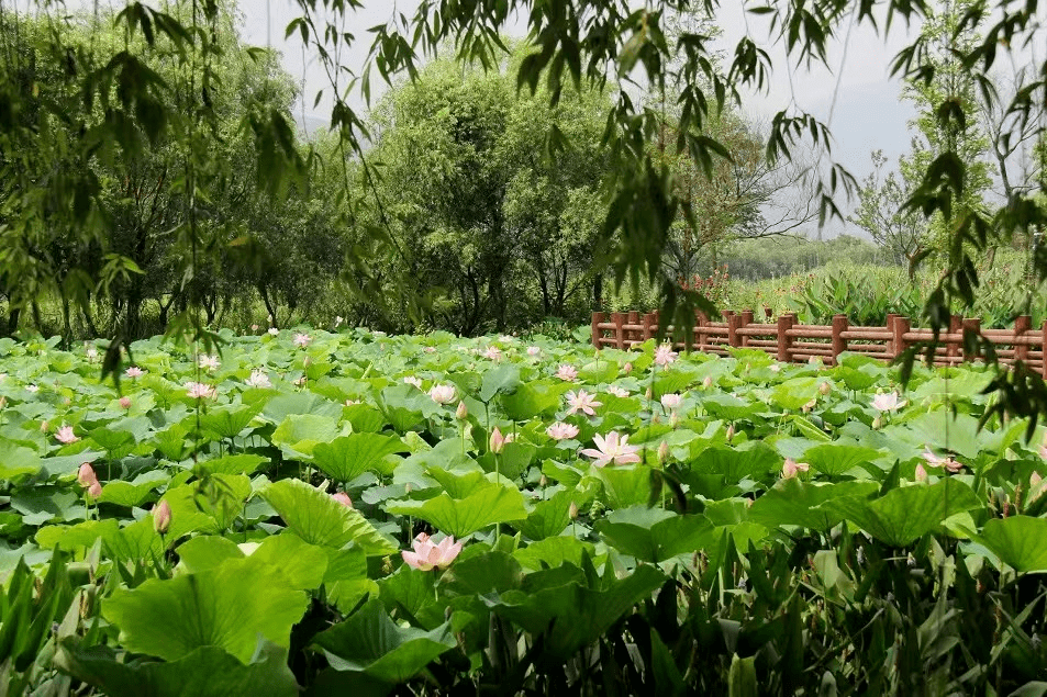 湖州龙之梦湿地公园图片