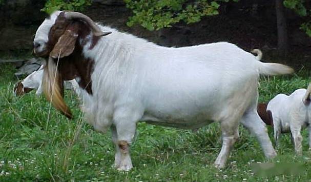 一,加强空怀母羊的饲养管理针对这一突出问题,养羊之家认为,要想保证