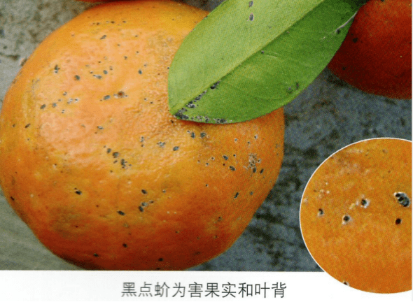 果面累累斑点,图片来自《柑橘病虫害原色图鉴》蚧壳虫引起果畸形,图片