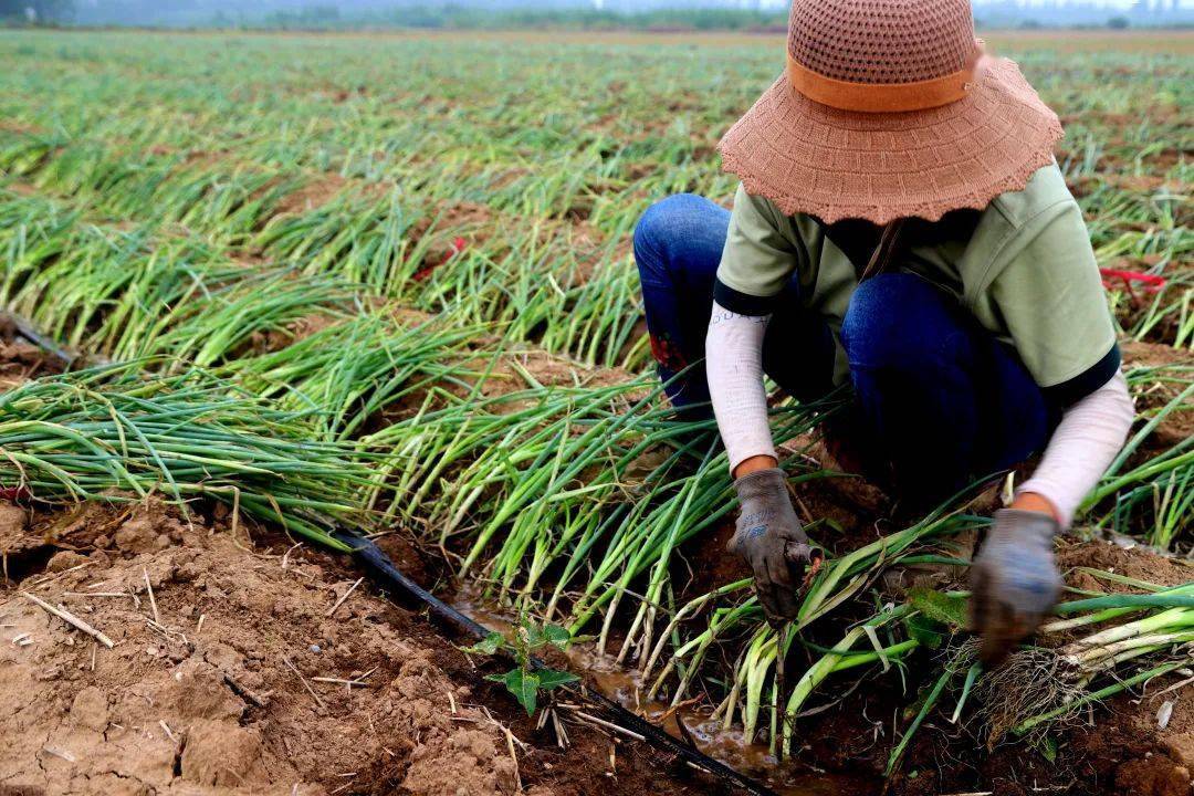 流转土地上种大葱 "家门口"就业鼓了腰包_村民_种植_金桂英