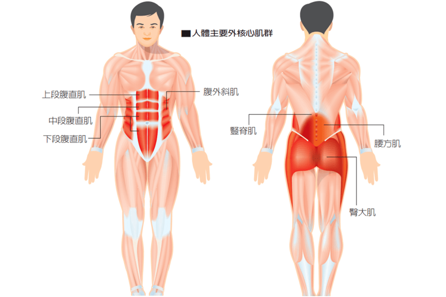 核心肌群指的是围绕着脊椎和骨盆腔的肌肉