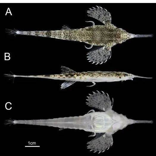 中科院南海所林强研究员团队在我国南海和东海近岸海域发现2个海蛾鱼新种！_海洋研究所_信息_近海