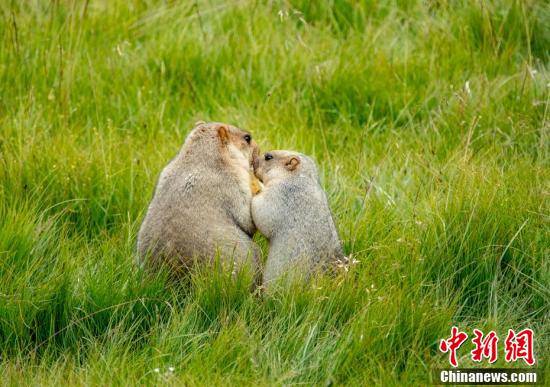 四川俄么塘花海风景区：土拨鼠在草原上觅食萌态十足