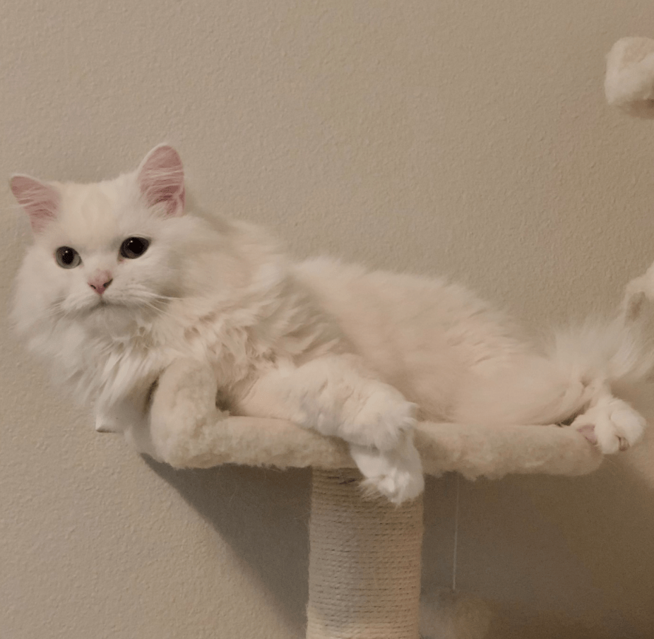 来源:twitter@whitecat_moon来源:twitter@lenadrshl摸不了狮子,摸摸