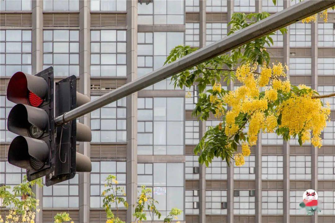 福州夏日赏花地图来了！这里竟惊现一场“黄金雨”…美爆了！